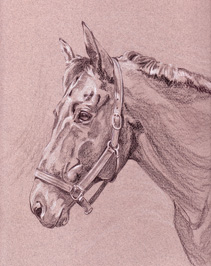 Graphite on paper horse portrait of "Murphy"