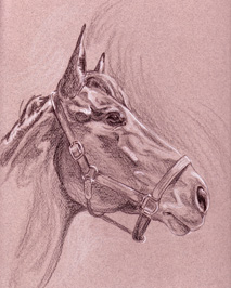 Graphite on paper horse portrait of "Murphy"