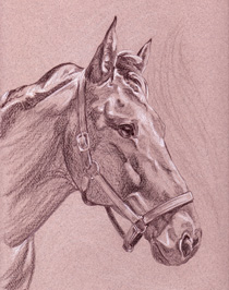 Graphite on paper horse portrait of "Murphy"